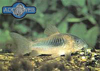 Corydoras aeneus